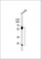 FLT1 Antibody